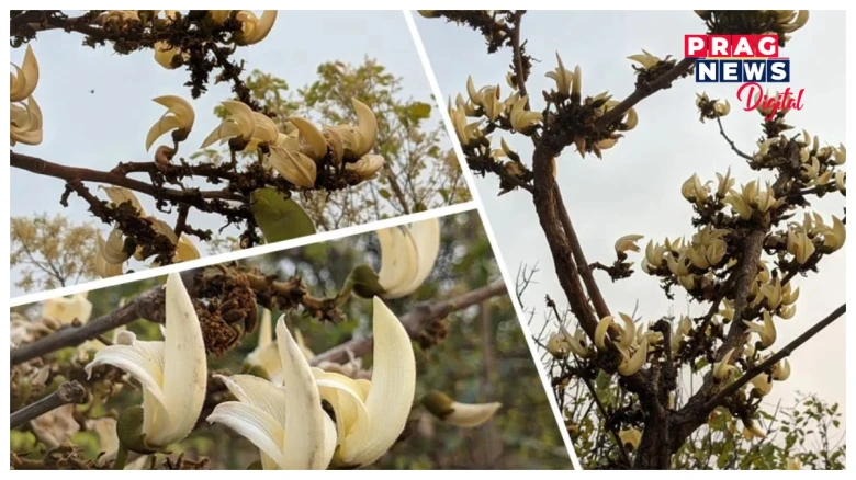 অৱশেষত সংৰক্ষণৰ দিহা কৰা হ’ল পুৰুলিয়াৰ বিৰল প্ৰজাতিৰ বগা পলাশৰ, কিয় এজোপা বগা পলাশৰ মূল্য লক্ষাধিক টকা হয়?