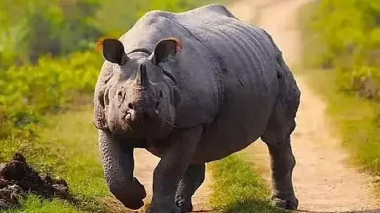 Rhino attack claims life of one, leaves one injured in Assam's Dergaon