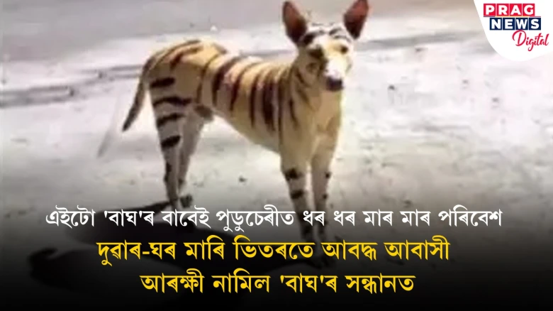এইটো 'বাঘ'ৰ বাবেই পুডুচেৰীত ধৰ ধৰ মাৰ মাৰ পৰিবেশ, দুৱাৰ-ঘৰ মাৰি ভিতৰতে আবদ্ধ আবাসী, আৰক্ষী নামিল 'বাঘ'ৰ সন্ধানত
