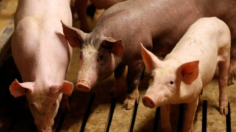 Mizoram records around 3346 pig deaths since January due to African Swine fever