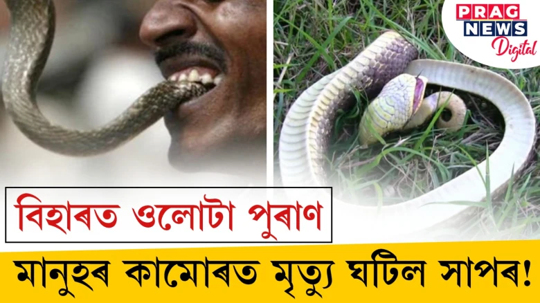 বিহাৰত ওলোটা পুৰাণঃ  মানুহৰ কামোৰত মৃত্যু ঘটিল সাপৰ!