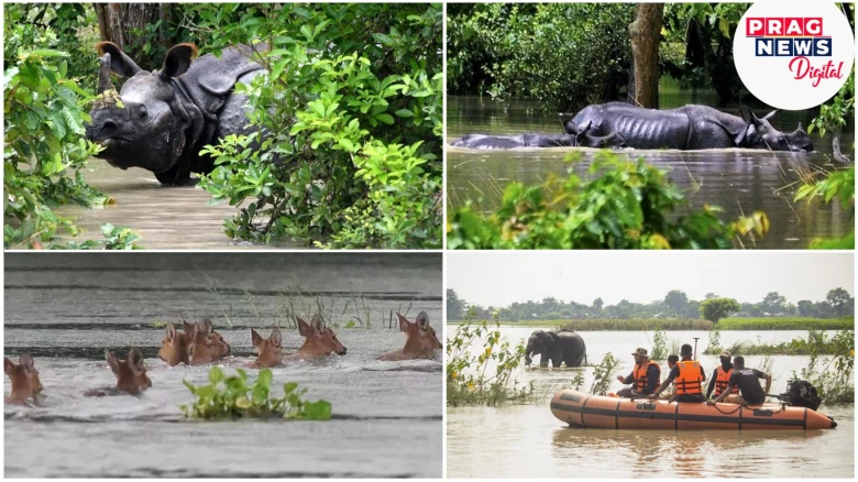 Assam flood situation worsens: 138 wild animals, including 6 rhinos dead in Kaziranga National Park