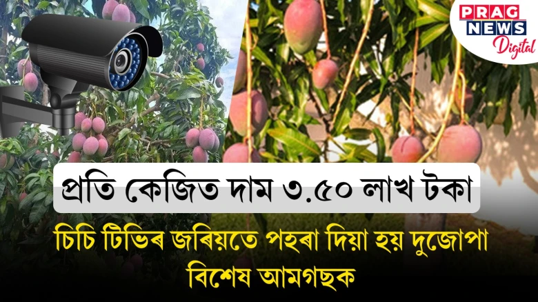 লাখটকীয়া আম! চিচিটিভিৰে আমগছ পহৰা দিয়ে গৰাকীয়ে