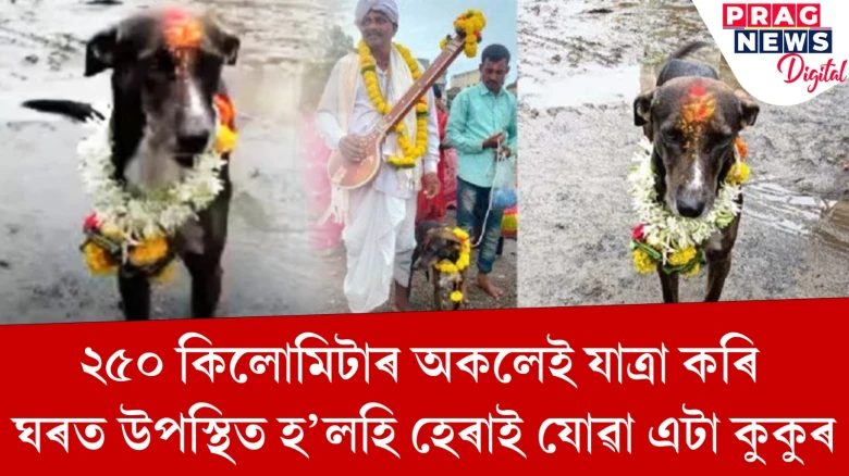 ২৫০ কিলোমিটাৰ অকলেই যাত্ৰা কৰি ঘৰত উপস্থিত হ’লহি হেৰাই যোৱা এটা কুকুৰ