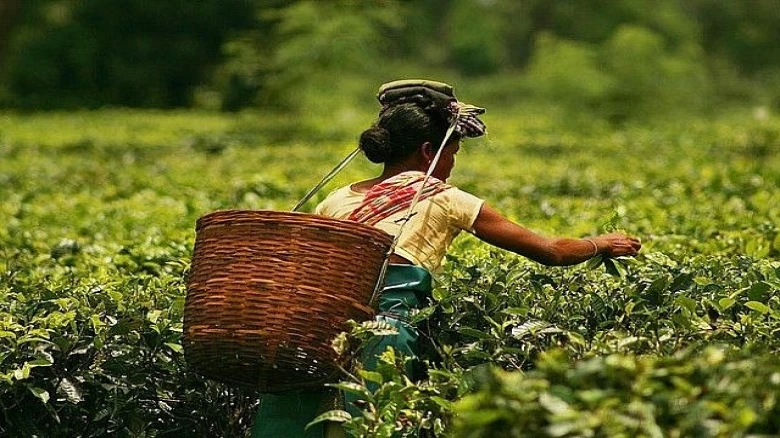 Assam issues sanction letters to 34 tea gardens to boost tea tourism
