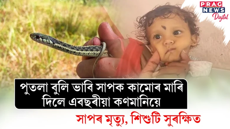 পুতলা বুলি ভাবি সাপক কামুৰিলে এবছৰীয়া শিশুৱে! সাপৰ মৃত্যু