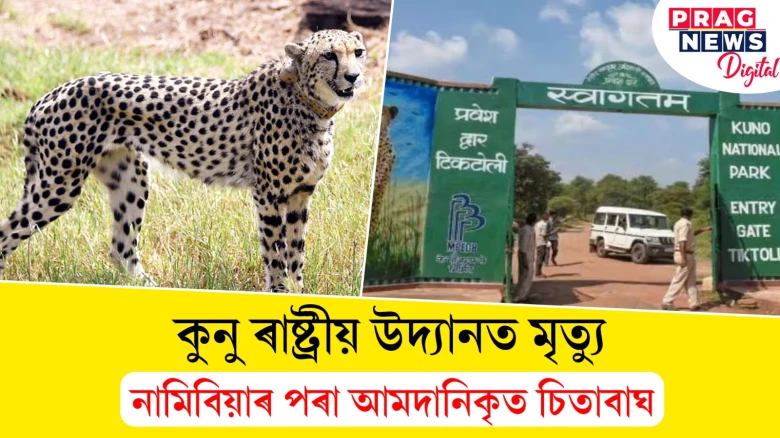 কুনু ৰাষ্ট্ৰীয় উদ্যানত মৃত্যু!  নামিবিয়াৰ পৰা আমদানিকৃত চিতাবাঘ