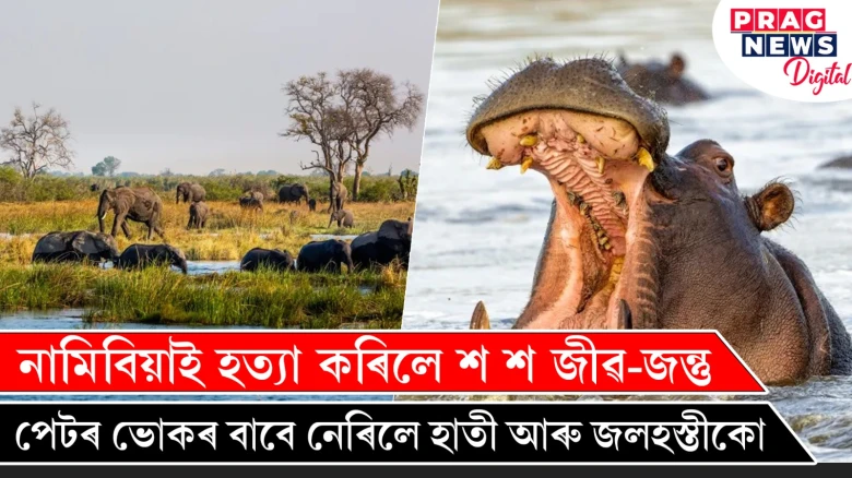 নামিবিয়াই হত্যা কৰিলে শ শ জীৱ-জন্তু ; পেটৰ ভোকৰ বাবে নেৰিলে হাতী আৰু জলহস্তীকো
