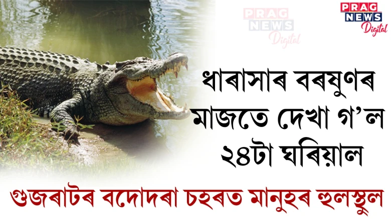 ধাৰাসাৰ বৰষুণৰ মাজতে দেখা গ’ল ২৪টা ঘৰিয়াল ; গুজৰাটৰ বদোদৰা চহৰত মানুহৰ হুলস্থুল