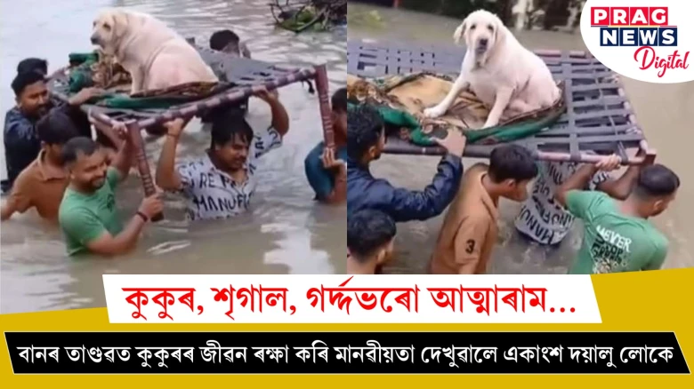 বানৰ তাণ্ডৱত এটা কুকুৰৰ জীৱন ৰক্ষা কৰি মানৱীয়তা দেখুৱালে একাংশ দয়ালু লোকে