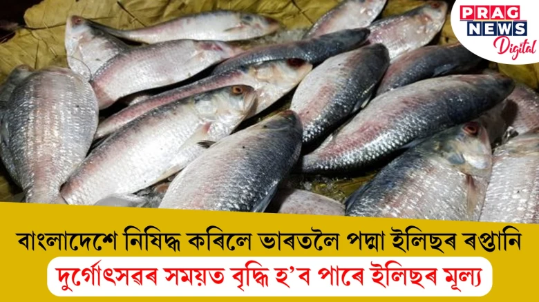 বাংলাদেশে নিষিদ্ধ কৰিলে ভাৰতলৈ পদ্মা ইলিছৰ ৰপ্তানি; দুৰ্গোৎসৱৰ সময়ত বৃদ্ধি হ’ব পাৰে ইলিছৰ মূল্য