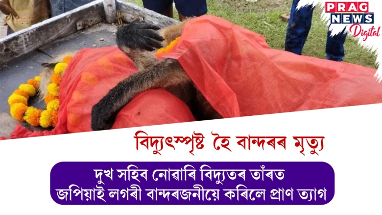 অনন্য প্ৰেম কাহিনী! বিদ্যুৎস্পৃষ্ট হৈ বান্দৰৰ মৃত্যু, দুখ সহিব নোৱাৰি প্ৰাণ ত্যাগ লগৰীৰ