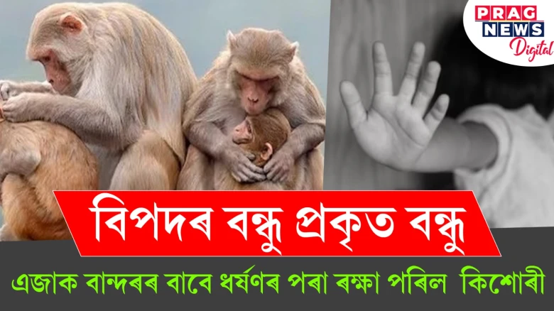 বিপদৰ বন্ধু প্ৰকৃত বন্ধু!  এজাক বান্দৰৰ বাবে ধৰ্ষণৰ পৰা ৰক্ষা পৰিল কিশোৰী