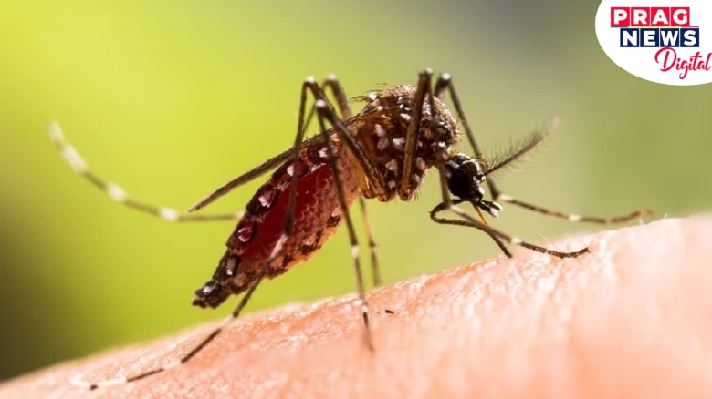 Spike in Dengue Cases Alarms Assam