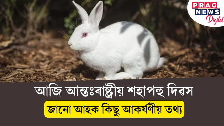 আজি আন্তঃৰাষ্ট্ৰীয় শহাপহু দিৱস ; আপুনি শহাপহু ভালপায় নে ?