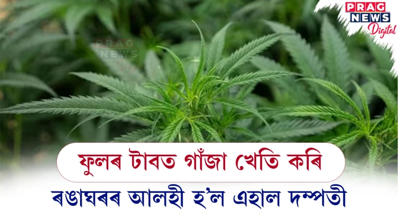 ফুলৰ টাবত গাঁজা খেতি কৰি ; ৰঙাঘৰৰ আলহী হ’ল এহাল দম্পতী
