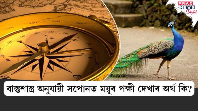 সপোনত ময়ূৰ দেখাৰ অৰ্থ কি?
