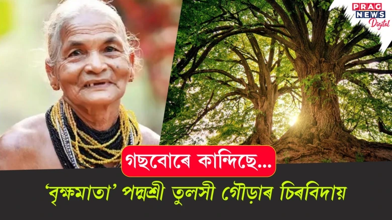 ‘বৃক্ষমাতা’ তুলসী গৌড়া আৰু নাই