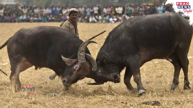 VICTORY: Gauhati High Court Bans Buffalo and Bulbul Fights on the Basis of PETA India Petitions