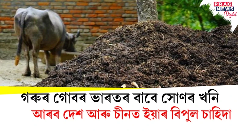 গৰুৰ গোবৰ ভাৰতৰ বাবে সোণৰ খনি ; আৰব দেশ আৰু চীনত ইয়াৰ বিপুল চাহিদা