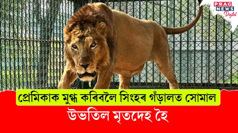 প্ৰেমিকাক আপ্লুত কৰিবলৈ সিংহৰ সৈতে খেলা প্ৰেমিকৰ! সাবটিলে মৃত্যুক