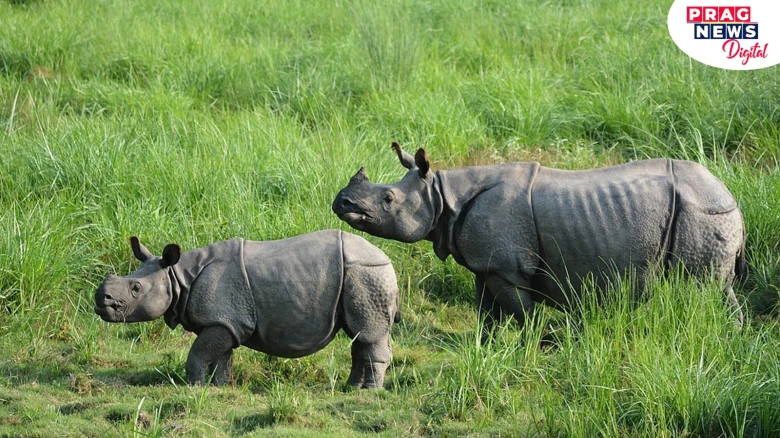 Assam Rhino Poaching Case: Senior Ifs Officer Involved In Cover-Up Controversy
