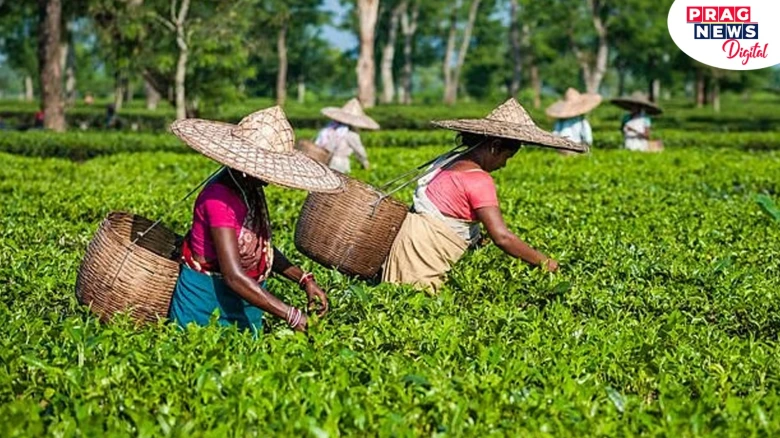 Assam Tea Garden Workers Protest Over Unpaid Dues and Privatization