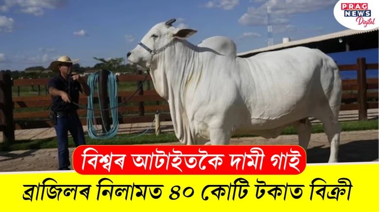 বিশ্বৰ আটাইতকৈ দামী গাই ; ব্ৰাজিলৰ নিলামত ৪০ কোটি টকাত বিক্ৰী