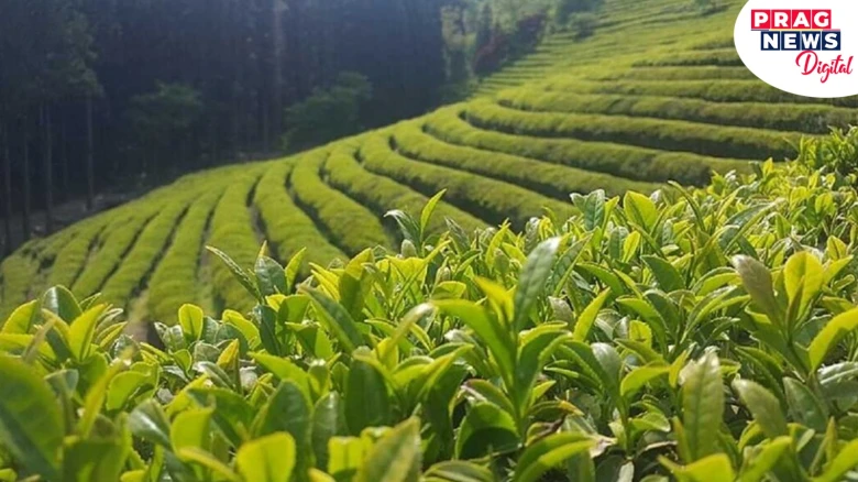 Over 82,000 Hectares Of Assam Land Encroached By Neighbouring States