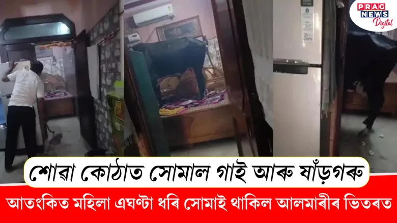 শোৱা কোঠাত সোমাল গাই আৰু ষাঁড়গৰু! আতংকিত মহিলা এঘণ্টা সোমাই থাকিল আলমাৰীত