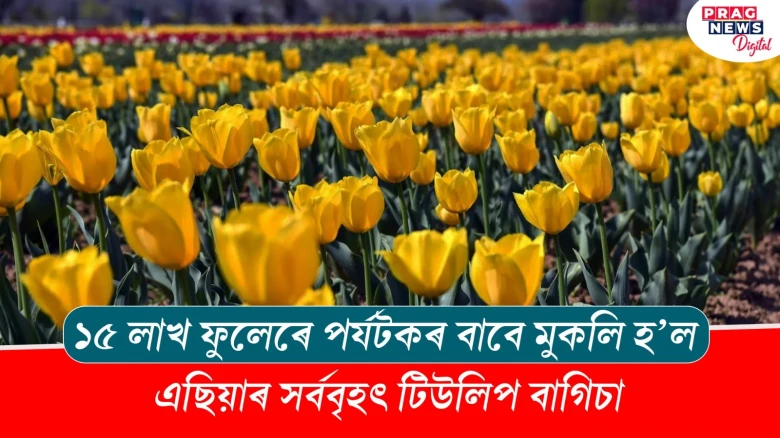 ১৫ লাখ ফুলেৰে পৰ্যটকৰ বাবে মুকলি হ'ল এছিয়াৰ সৰ্ববৃহৎ টিউলিপ বাগিচা