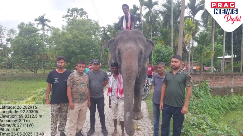 Nagaon: Elephant Rescued After Torture Video Goes Viral
