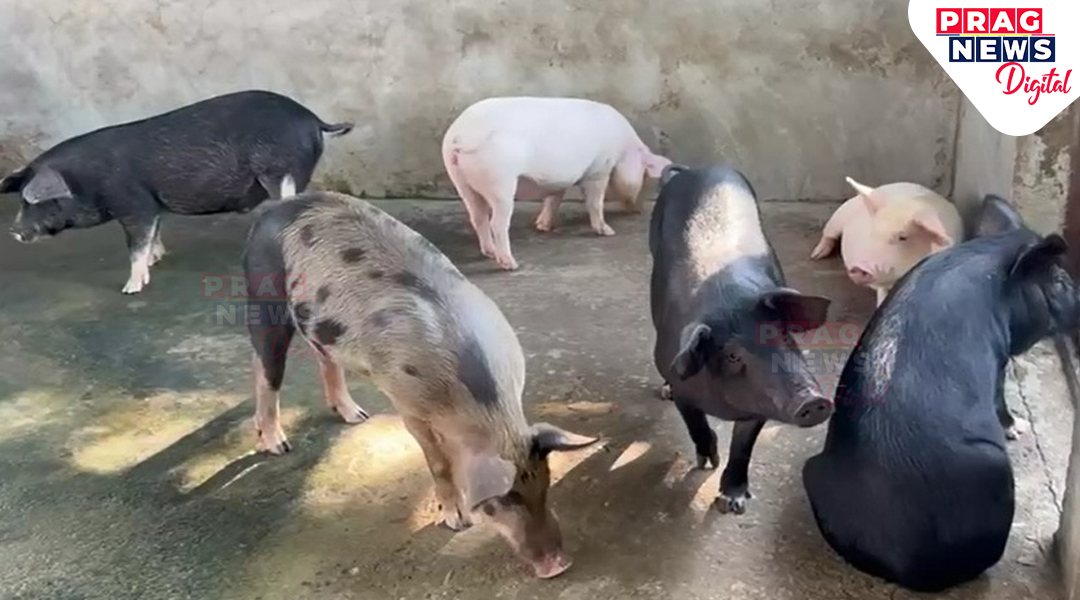Panic Over African Swine Fever Among Pig Farmers in Hajo