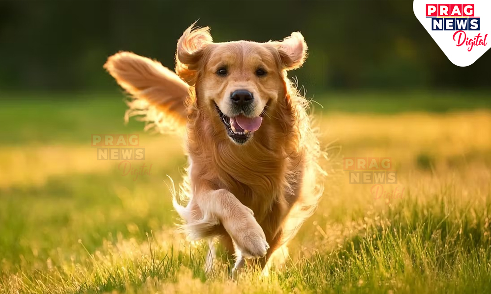 Strict Pet Regulations: Shillong Municipal Board Mandates Dog Registration
