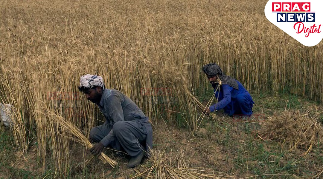 গভীৰ সংকটত পাকিস্তানৰ কৃষক