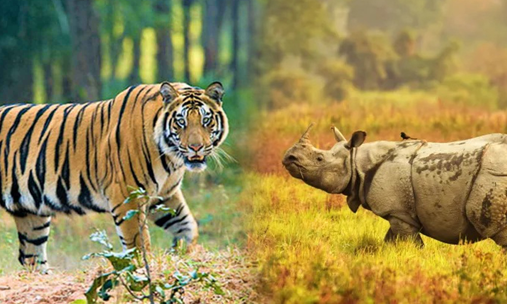 National Parks in Assam