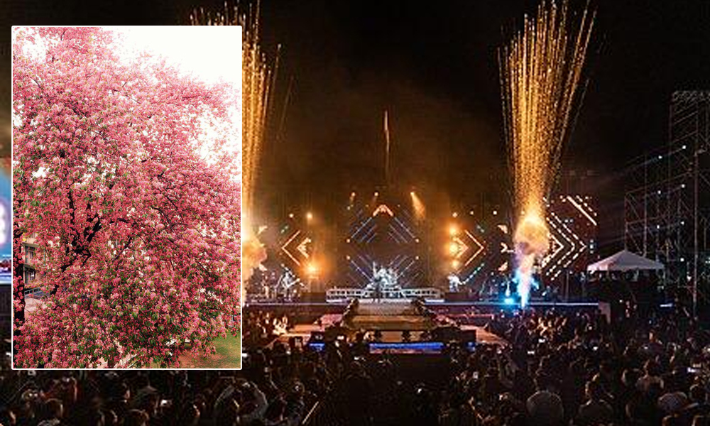 The Cherry Blossom Festival in Shillong: A Festival Celebrating both Nature and Culture