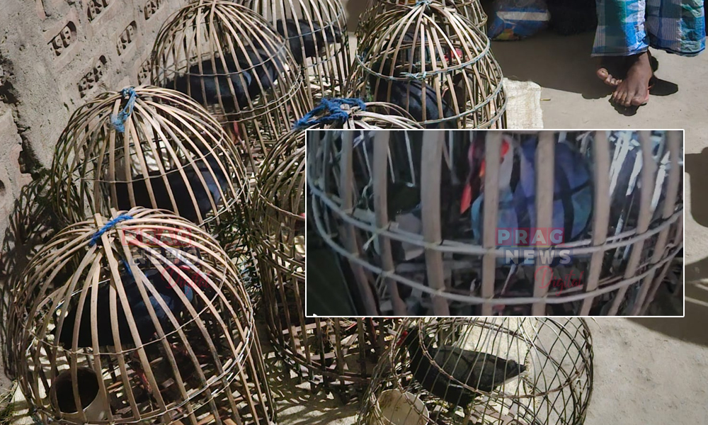 Poacher Arrested with Large Number of Wild Birds in Lahorighat