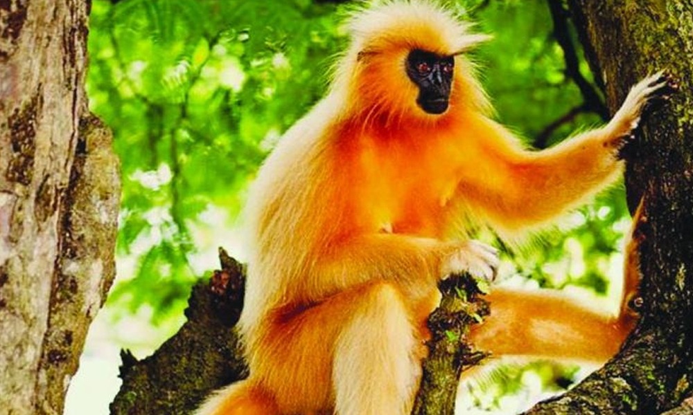 সংকটৰ সন্মুখীন দুষ্প্রাপ্য সোণালী বান্দৰ