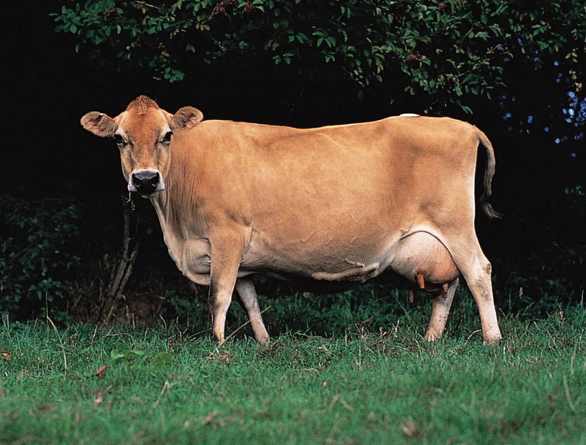 ৰাজ্যজুৰি গো মাংসৰ বজাৰ উৎখাত