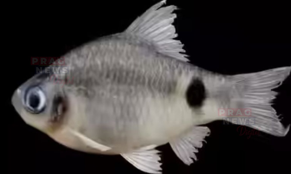 ব্ৰহ্মপুত্ৰত নতুন মাছৰ প্ৰজাতি আৱিষ্কাৰ