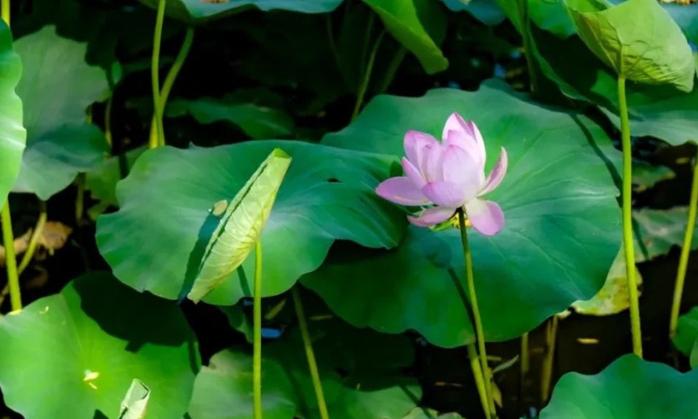 পুনৰ প্ৰাণ পাই উঠিল ৱুলাৰ হ্ৰদ! ৩০ বছৰৰ পাছত আটাইতকৈ ডাঙৰ মিঠা পানীৰ হ্ৰদটোত ফুলি উঠিল পদুম
