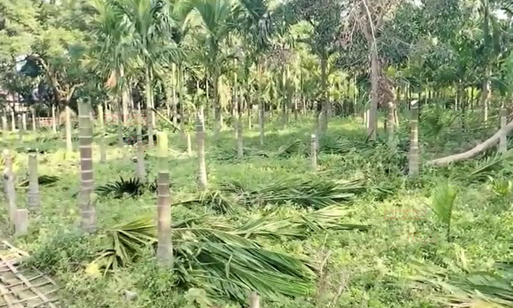 Land Dispute Takes Violent Turn: Over 100 Trees Cut Down in Goalpara
