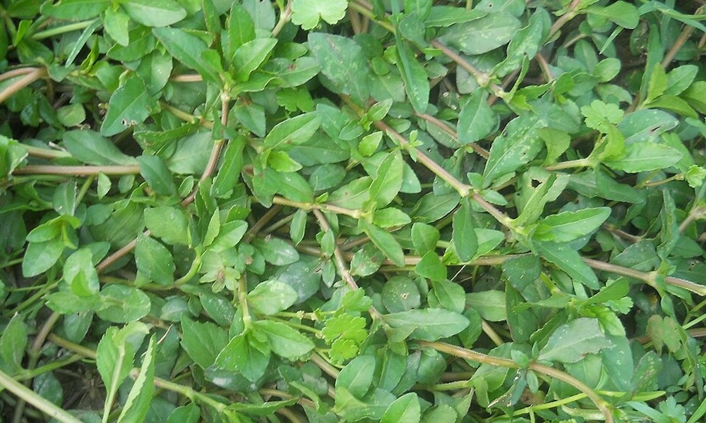 মাটিকাদুৰিৰ নানা উপকাৰী গুণ