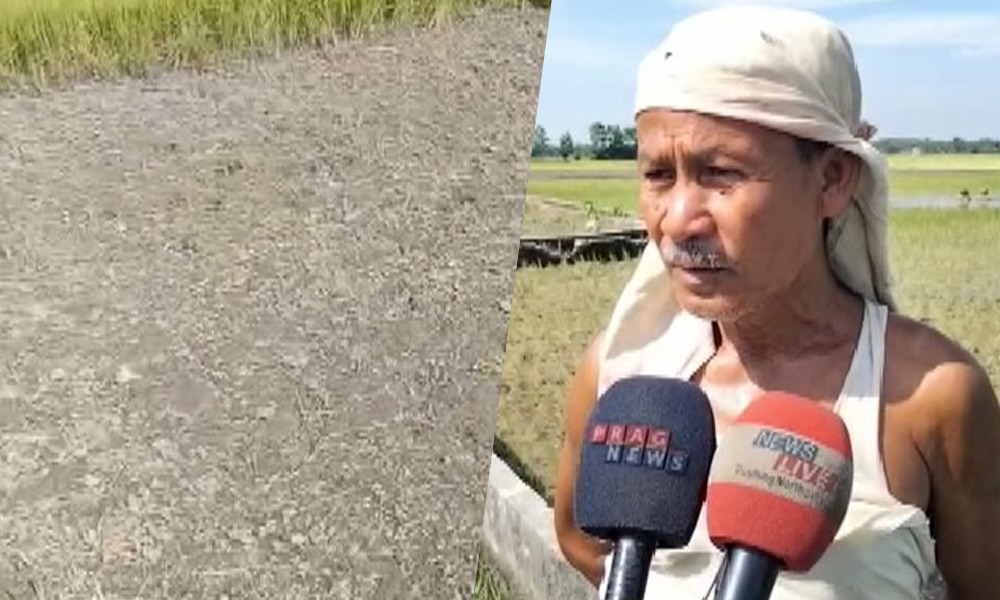 পথাৰত ছিঁৰাল ফাট! পানীৰ অভাৱত ভূঁই ৰুব নোৱাৰি চিন্তিত কৃষক