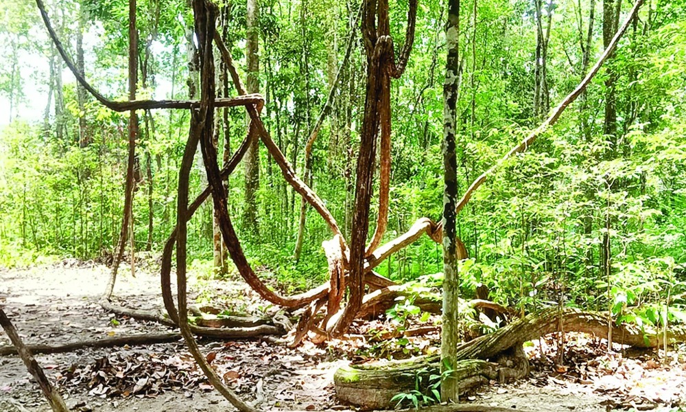 এজোপা ঘিলা গছৰ বয়স ৬০০ বছৰ ; গোলাঘাটৰ মাজাৰত অসমৰ আটাইতকৈ পুৰণি গছ