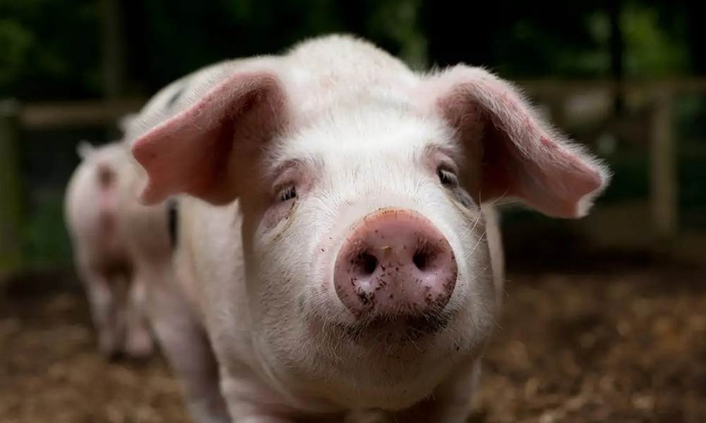 African Swine Fever Detected in Bajali: Pork Sale Banned