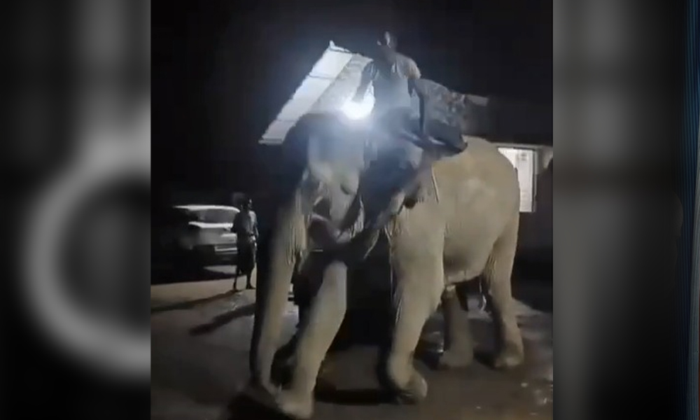 Domestic Elephant, Struggling with Chronic Illness, Made to Walk Nearly 95 KM for Medical Care