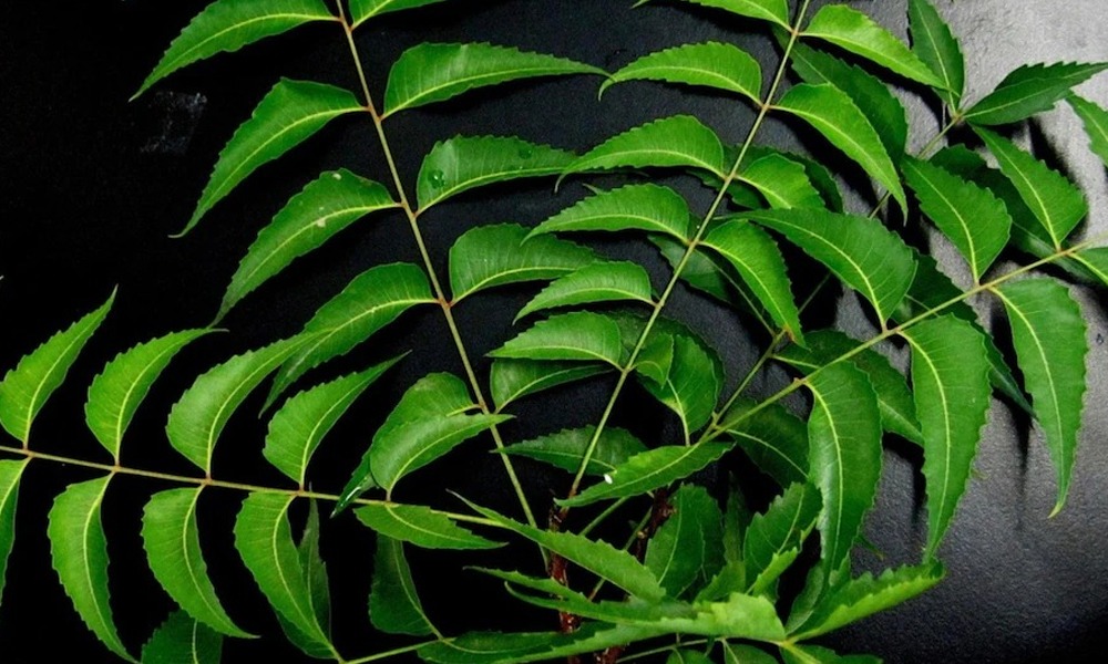 নিম ছালৰ বাবে অতি উপকাৰী! ইয়াৰ নানা উপকাৰিতা জানি লওক