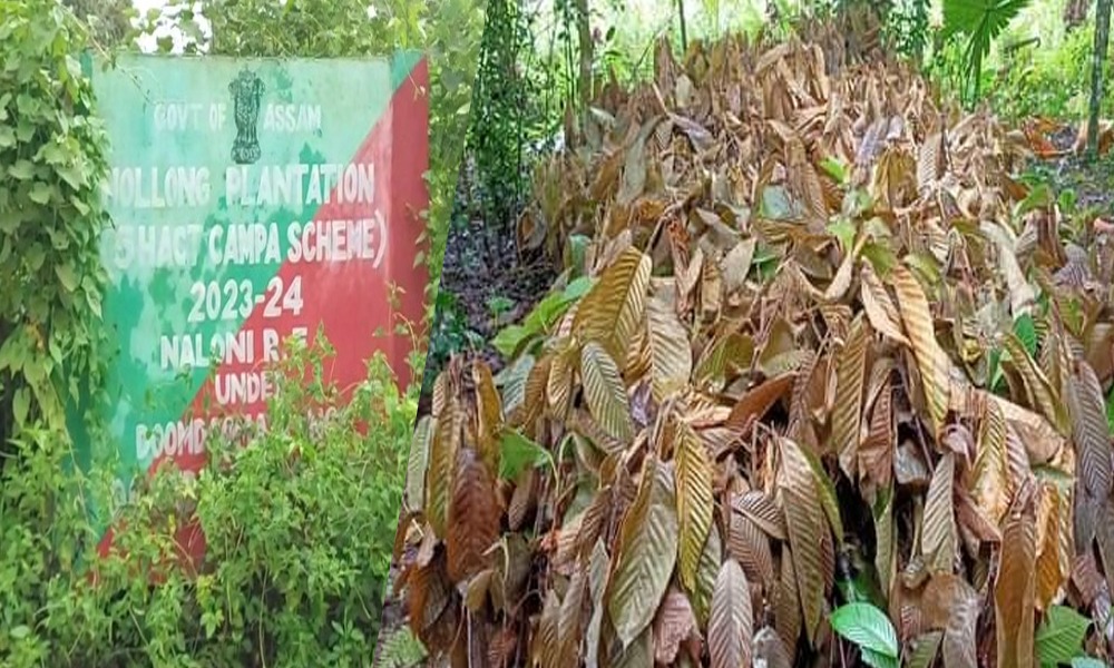 গছপুলি ৰোপণৰ নামত বন বিভাগৰ প্ৰহসন! ২০ লাখটকীয়া CAMPA আঁচনিৰ ৯৫% গছপুলিৰ এতিয়া নাই কোনো অস্তিত্ব